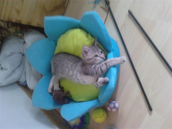 Blanding af racer Freja - Her er hun 15 uger gammel billede 5