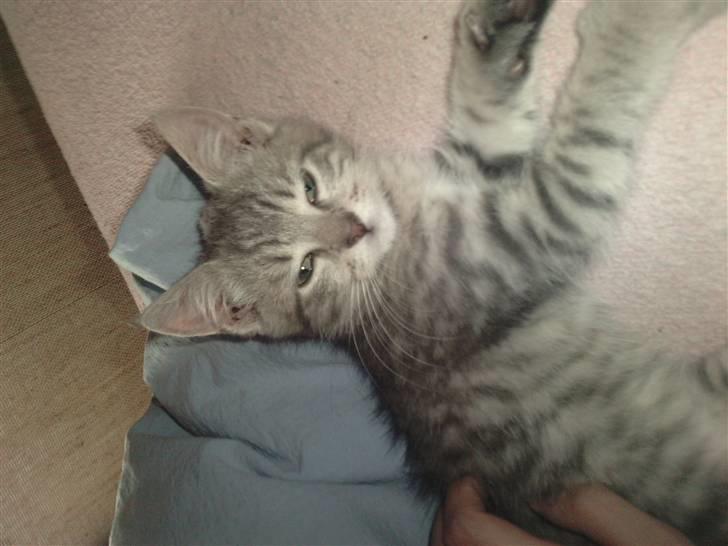 Blanding af racer Freja - Her er hun 12 uger gammel billede 6