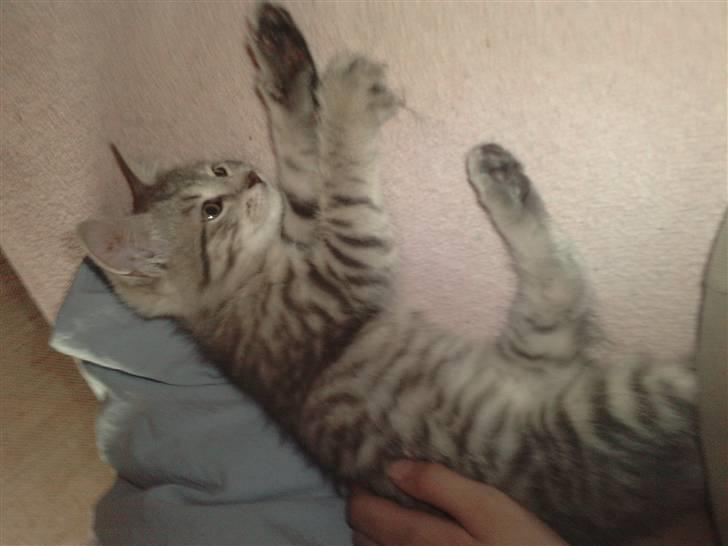 Blanding af racer Freja - Her er hun 12 uger gammel billede 7