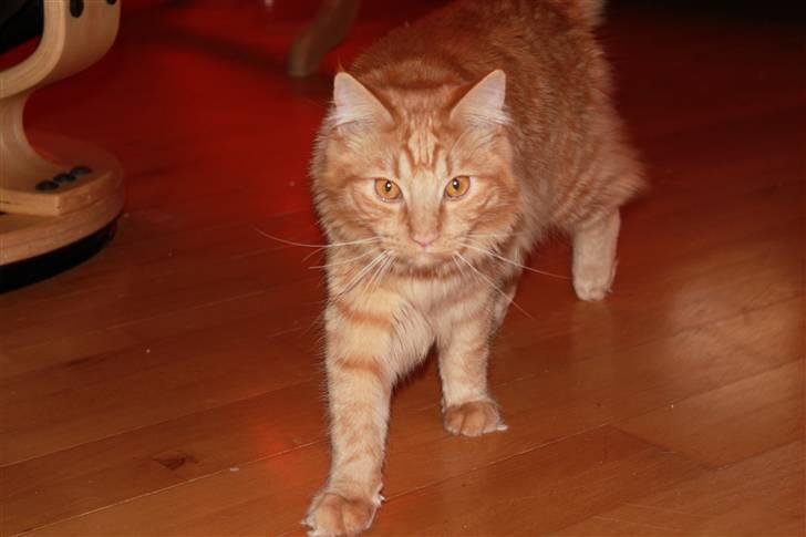 Blanding af racer Ferrari  billede 14