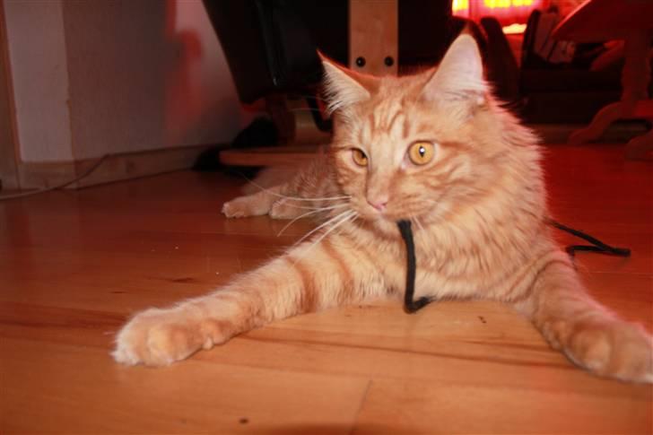 Blanding af racer Ferrari  billede 15