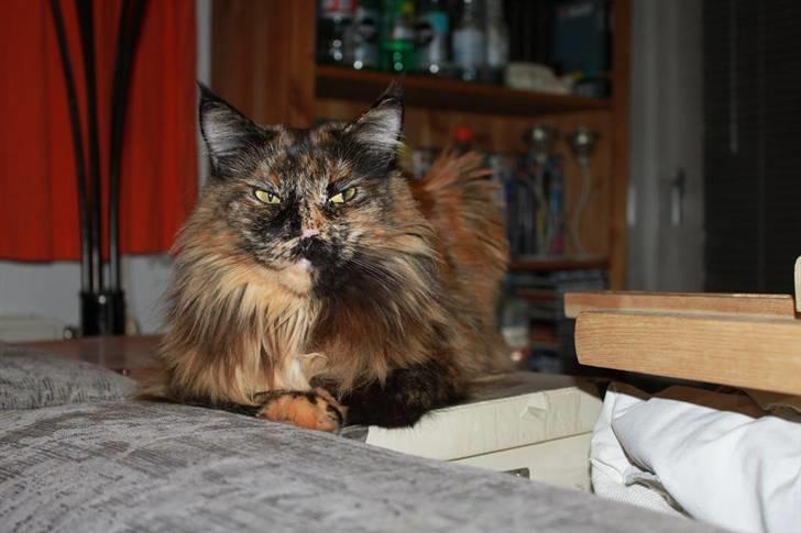 Maine Coon jacqueline-Mor til 8. - Slapper af inde i stuen, det er så hårdt med de 2 rødder der bare leger hele tiden. billede 8