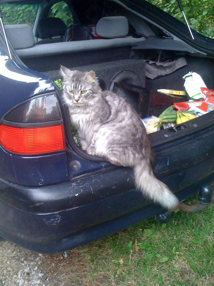 Maine Coon armani billede 2