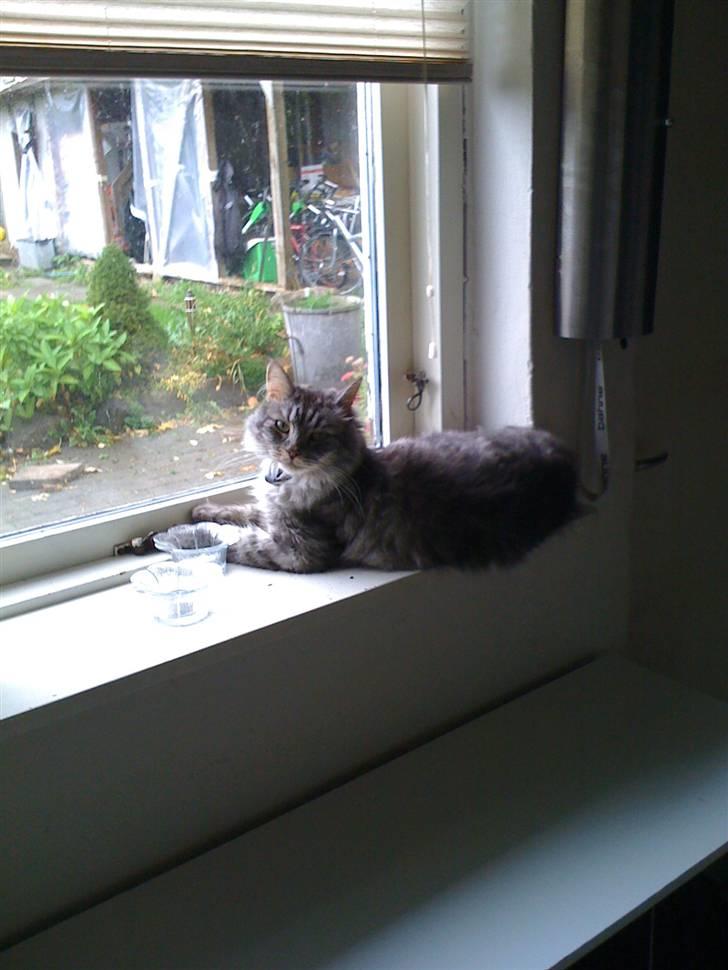 Maine Coon armani billede 3