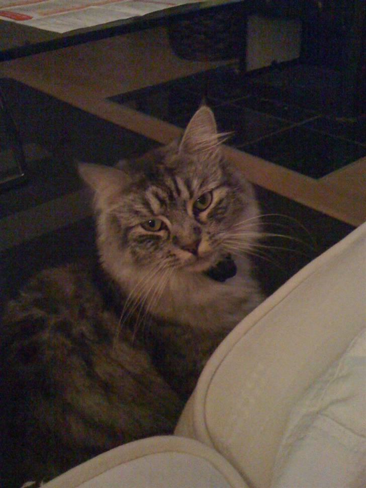 Maine Coon armani billede 4