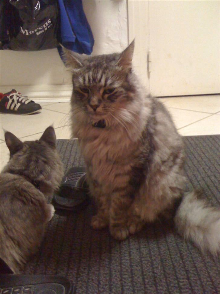 Maine Coon armani billede 5