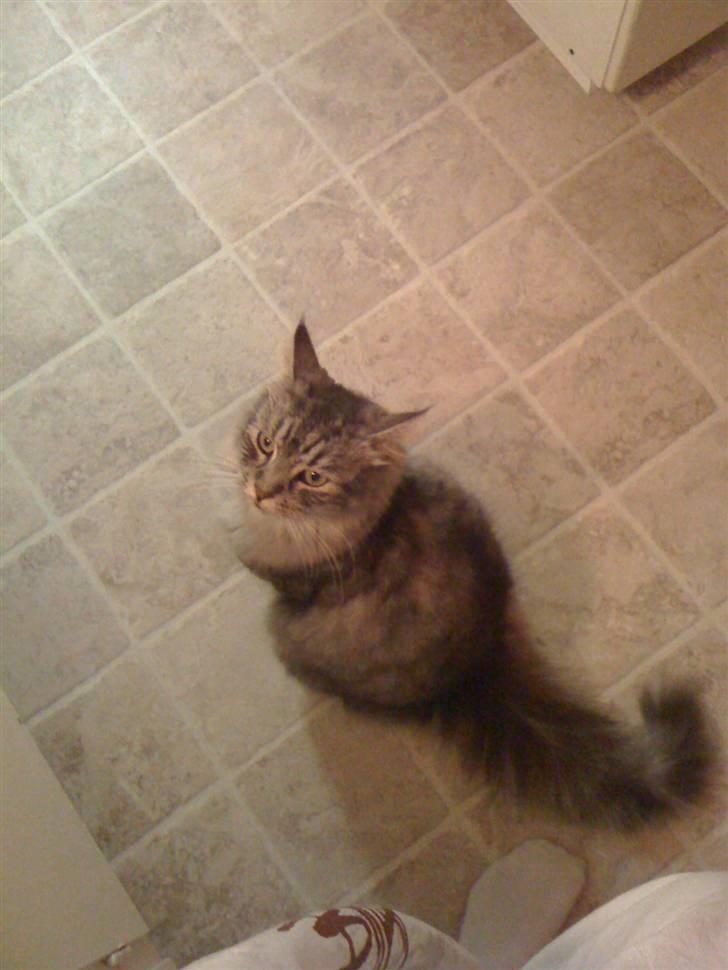 Maine Coon armani billede 6