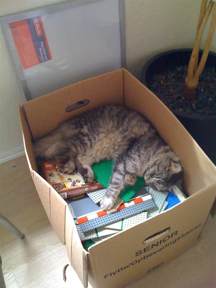 Maine Coon armani billede 7