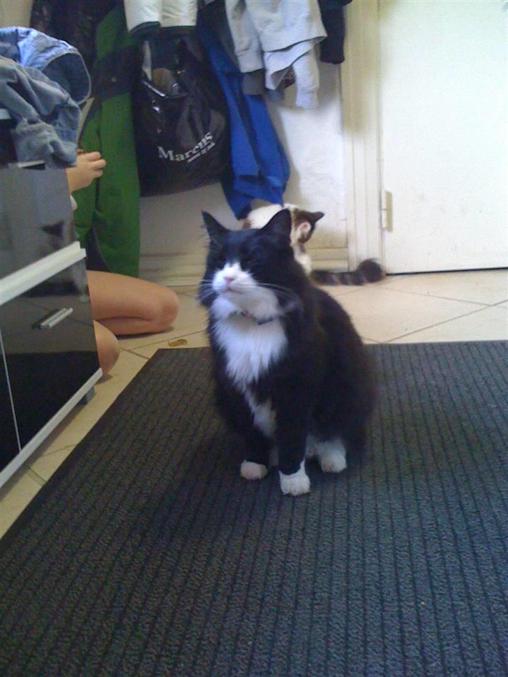 Norsk Skovkat nuggi billede 1