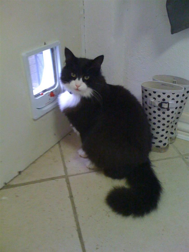 Norsk Skovkat nuggi billede 2