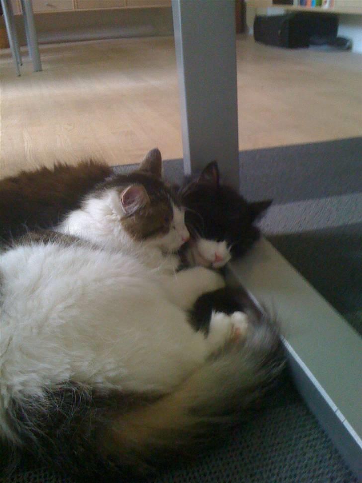 Norsk Skovkat nuggi billede 3