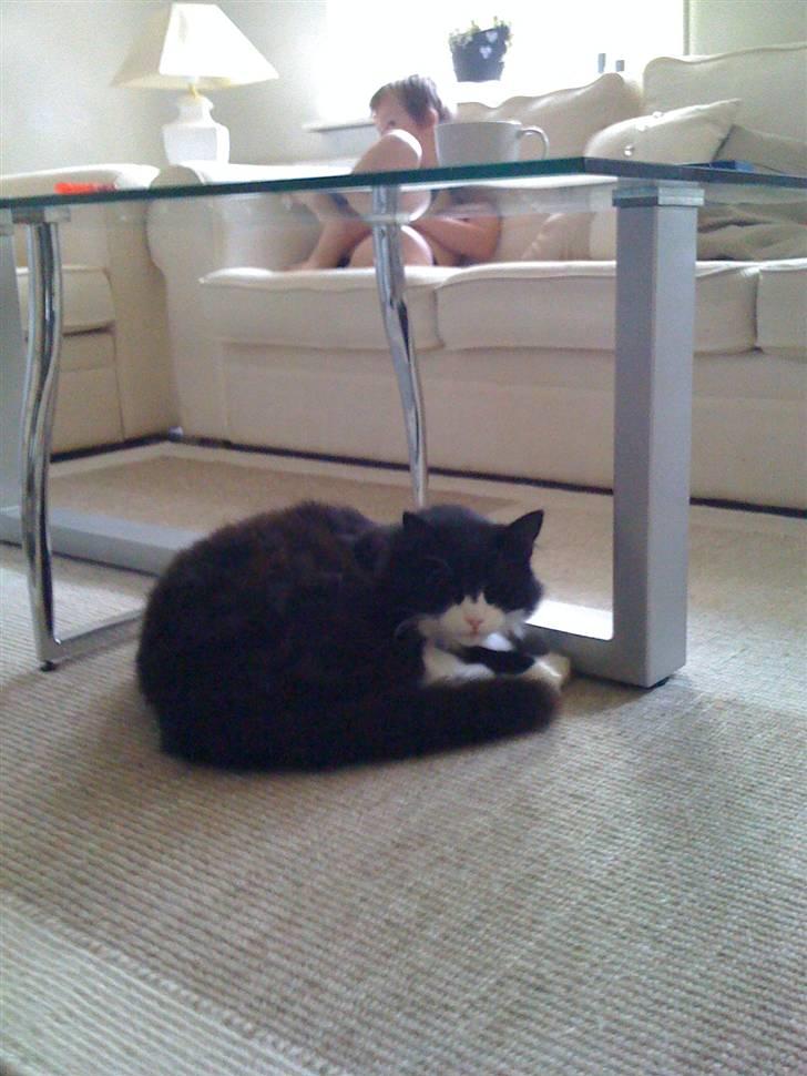 Norsk Skovkat nuggi billede 4