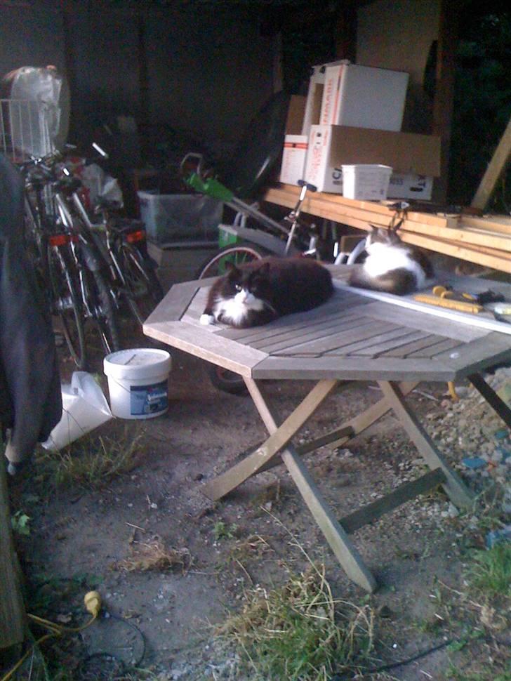 Norsk Skovkat nuggi billede 5