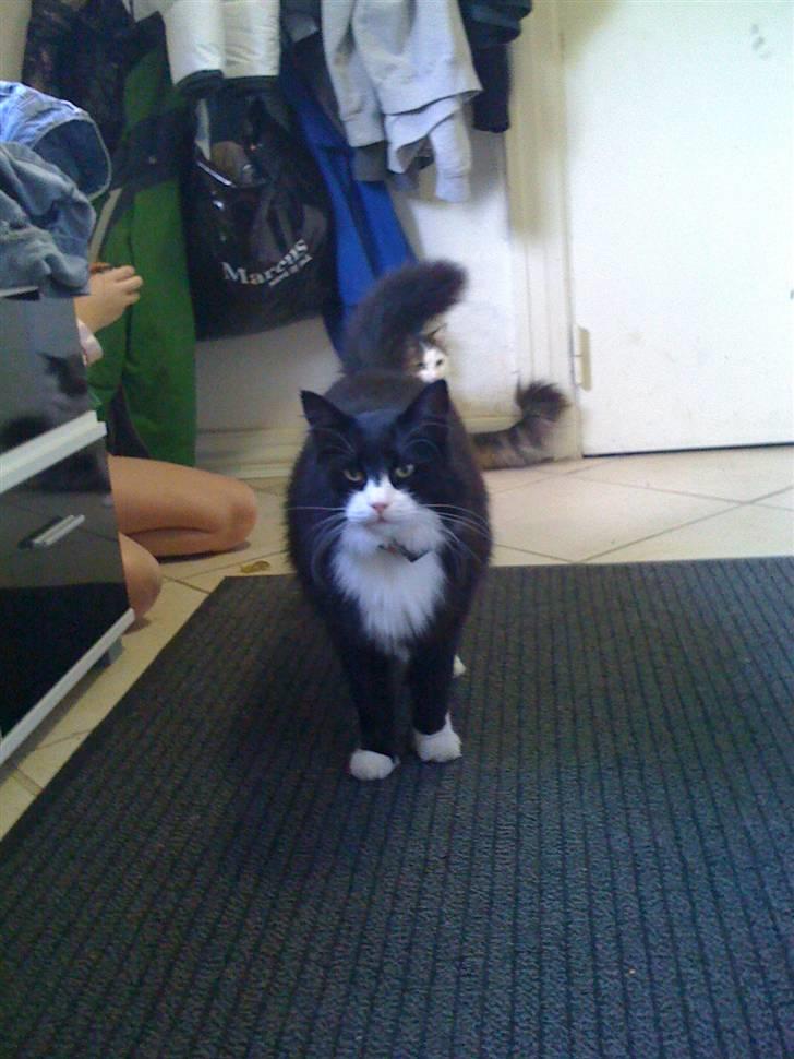 Norsk Skovkat nuggi billede 6