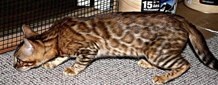 Bengal Boneas Big succes billede 1