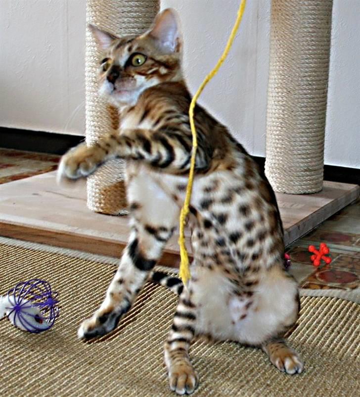 Bengal Boneas Big succes billede 3