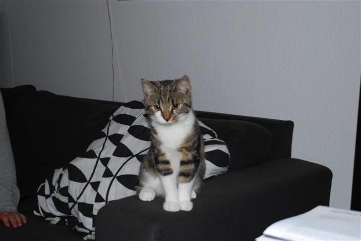 Blanding af racer bailey billede 1