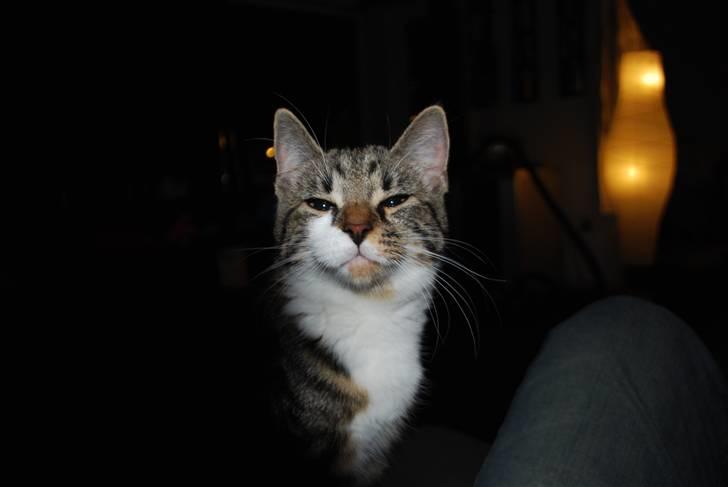 Blanding af racer bailey billede 2