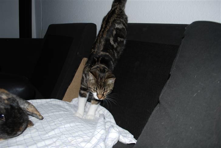 Blanding af racer bailey billede 3