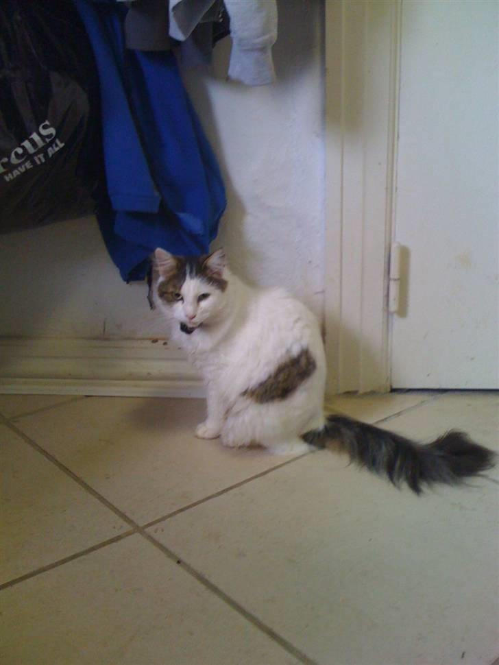 Maine Coon basse billede 1