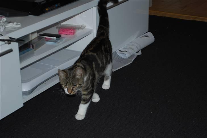 Blanding af racer bailey billede 4