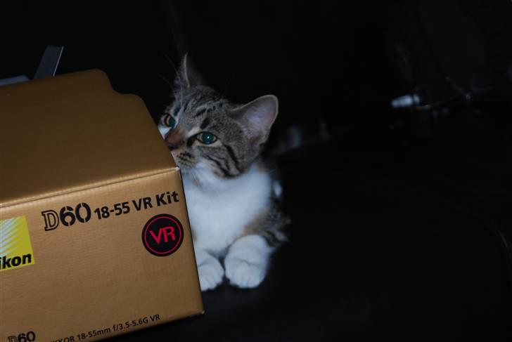 Blanding af racer bailey billede 5