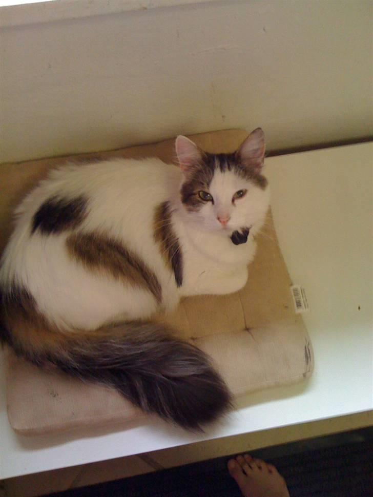 Maine Coon basse billede 2