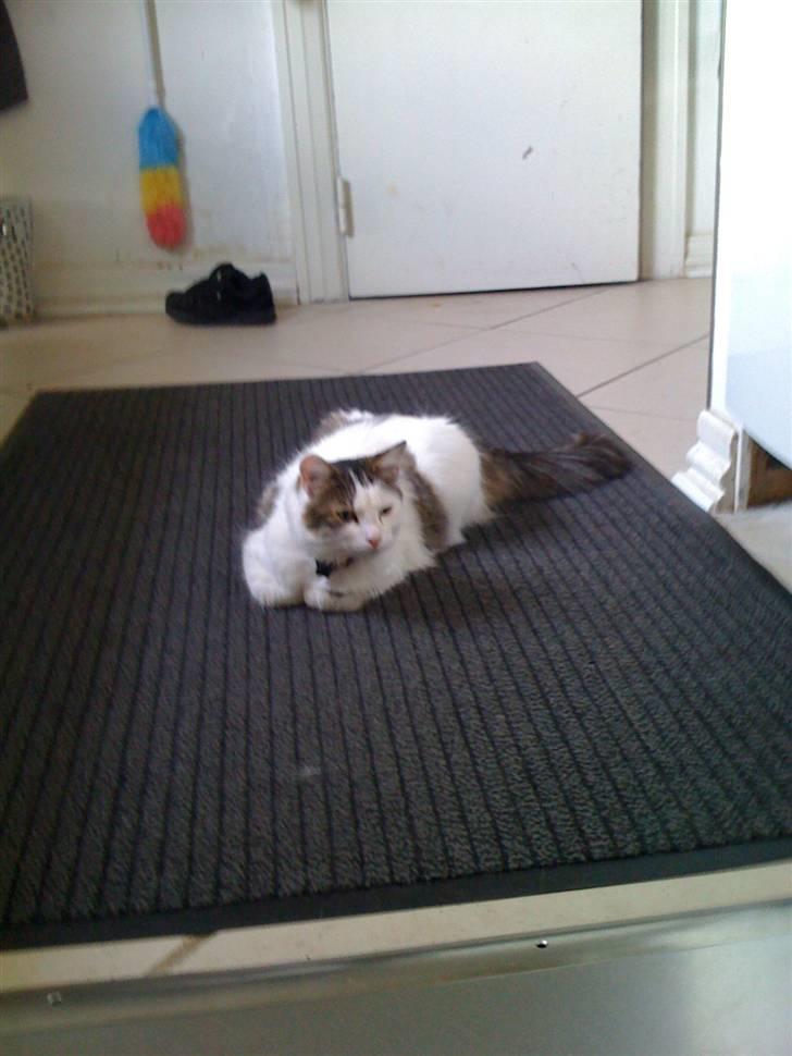 Maine Coon basse billede 3