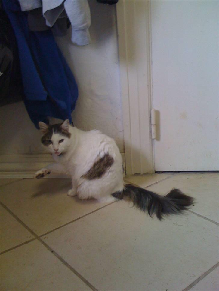 Maine Coon basse billede 4