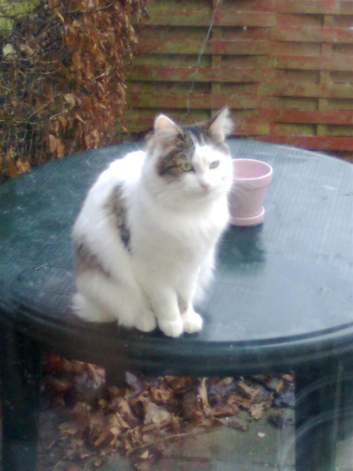 Maine Coon basse billede 5