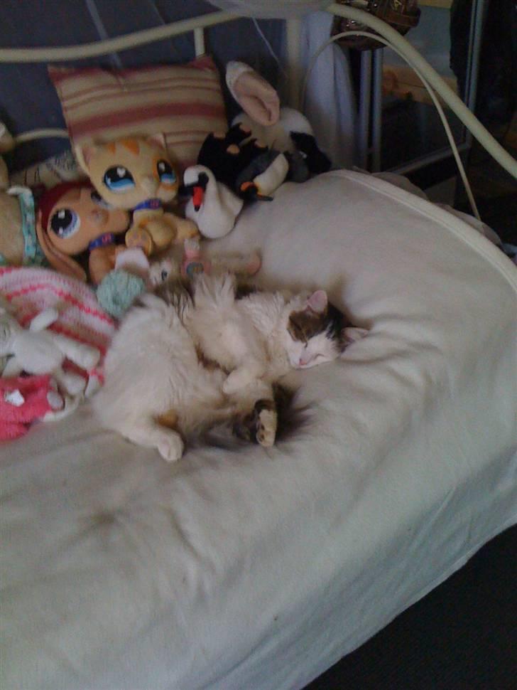 Maine Coon basse billede 6