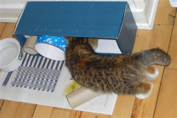 Huskat Katja - Katja fik sin mad i en æske med paprør, men var slet ikke klog nok, så nu får hun fodder i en skål igen :) billede 15