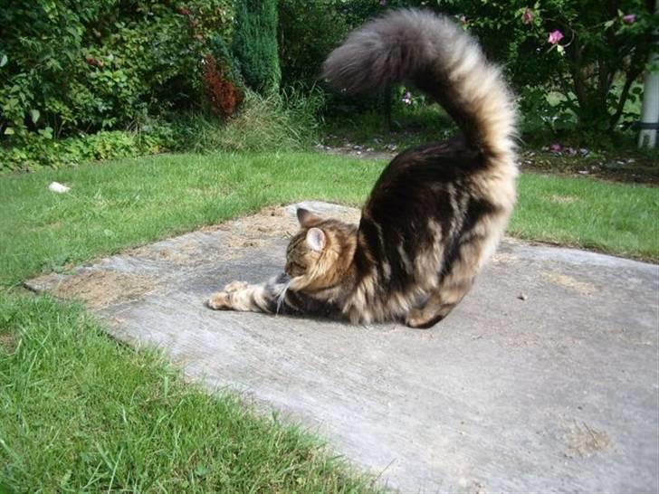 Maine Coon OLIVER. R.I.P billede 19