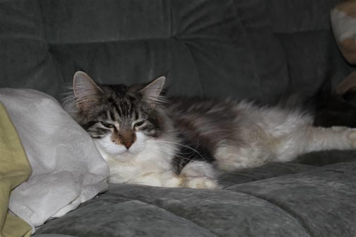 Maine Coon Slambert billede 17