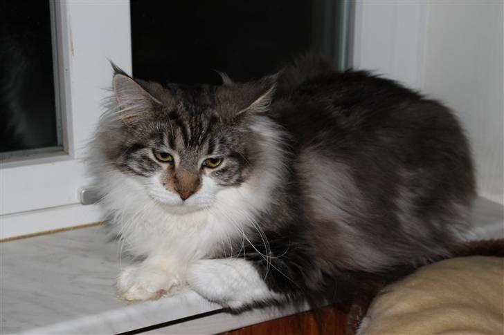 Maine Coon Slambert billede 18