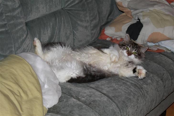 Maine Coon Slambert billede 19