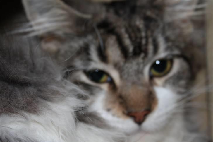 Maine Coon Slambert billede 20