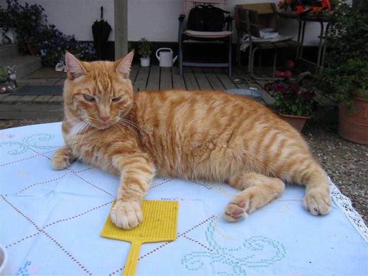 Huskat Jamre-Pæren  billede 1