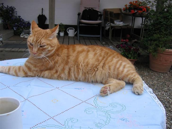 Huskat Jamre-Pæren  billede 2