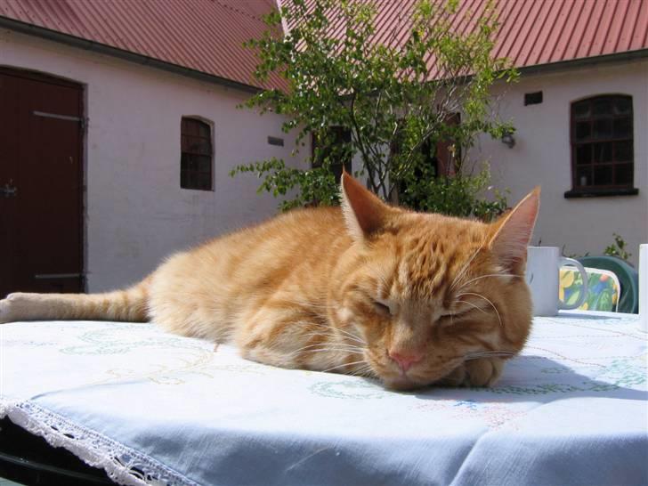 Huskat Jamre-Pæren  billede 3