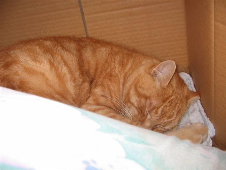 Huskat Jamre-Pæren  billede 4