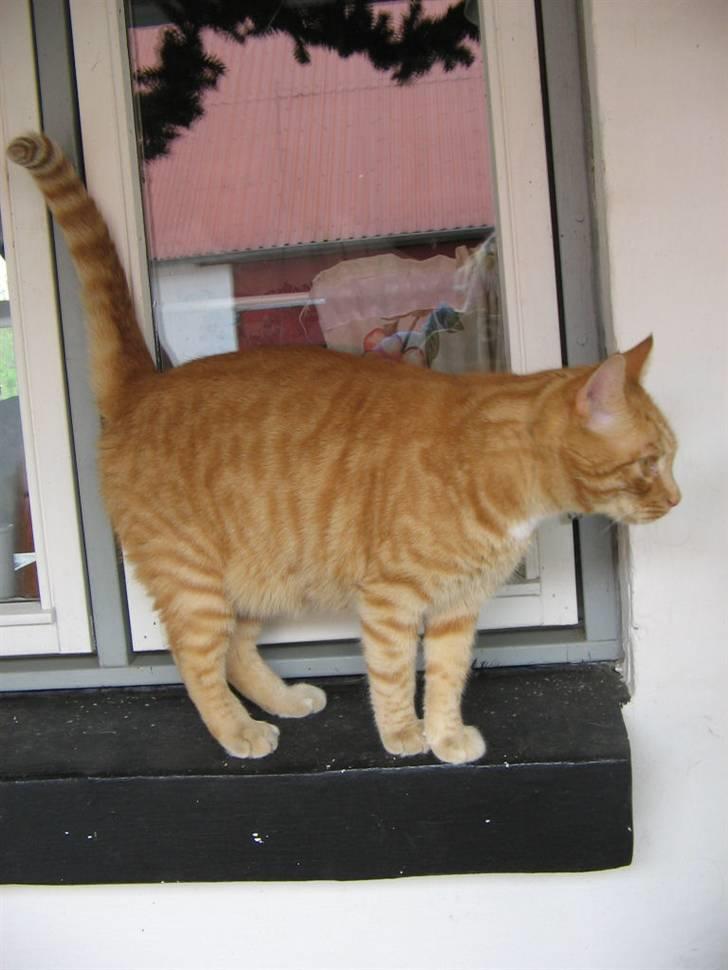 Huskat Jamre-Pæren  billede 5