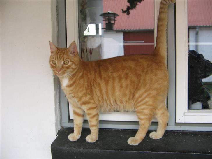 Huskat Jamre-Pæren  billede 6