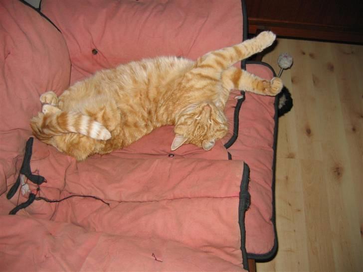 Huskat Jamre-Pæren  billede 7