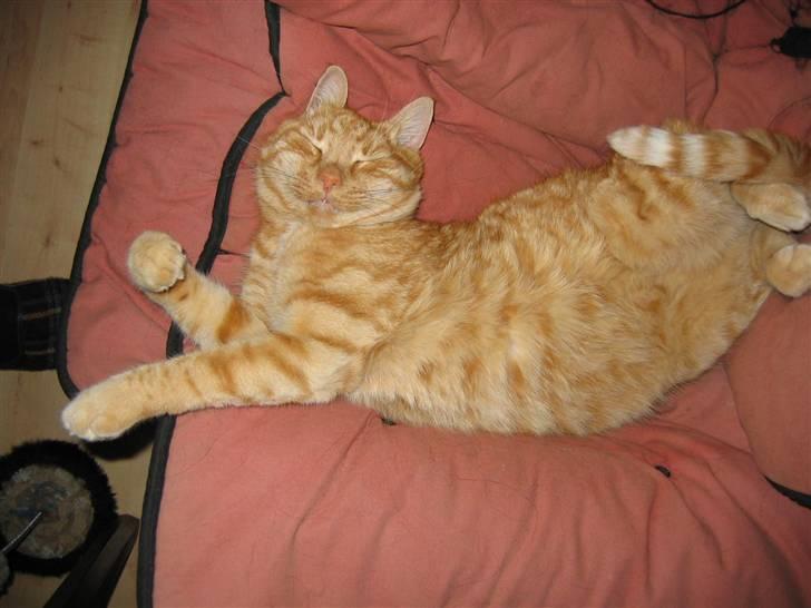 Huskat Jamre-Pæren  billede 8