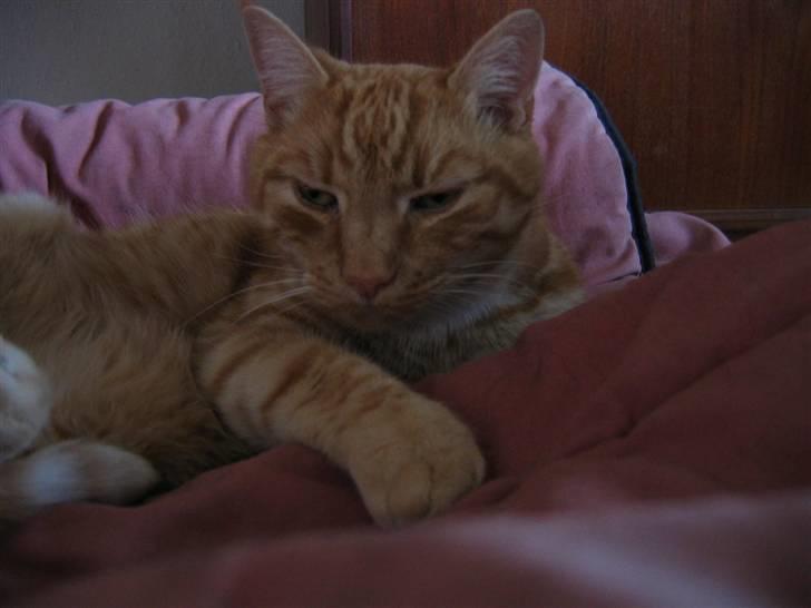 Huskat Jamre-Pæren  billede 9