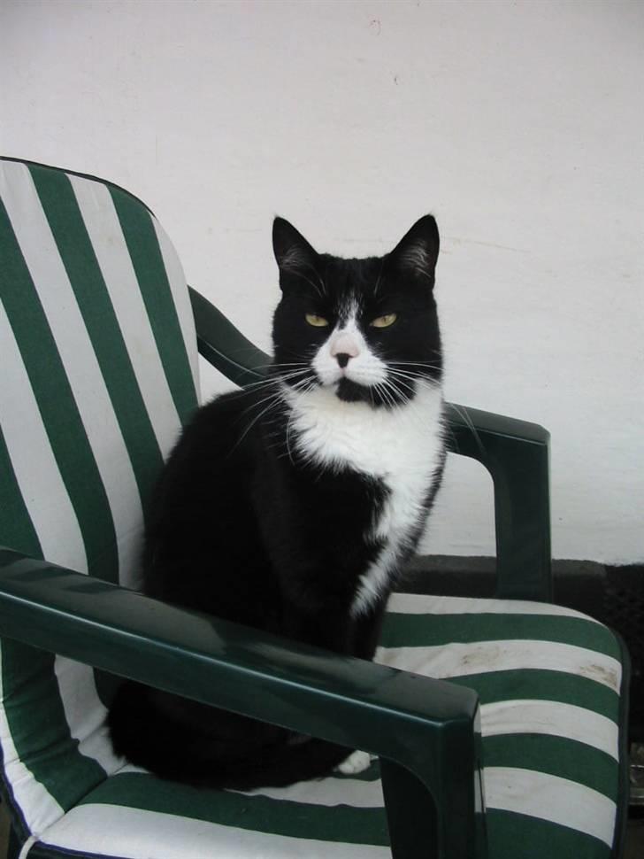 Huskat Bobo Bobcat (Choko-Pops) billede 6