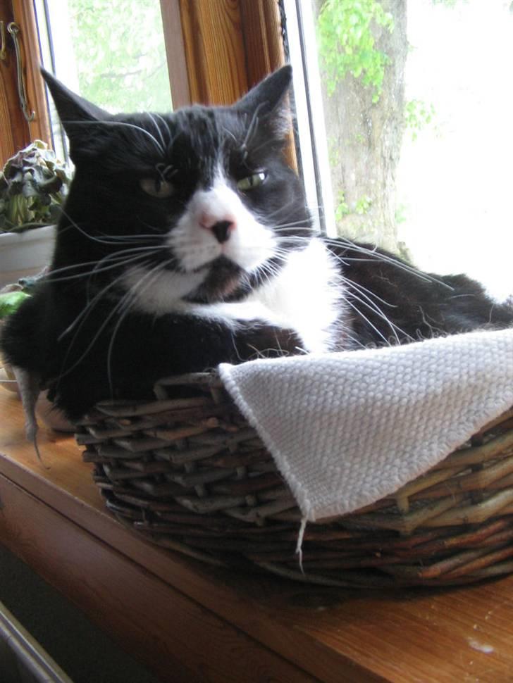 Huskat Bobo Bobcat (Choko-Pops) billede 7