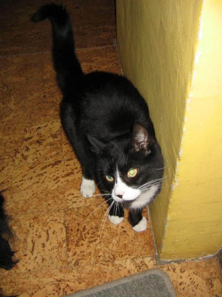 Huskat Bobo Bobcat (Choko-Pops) billede 8