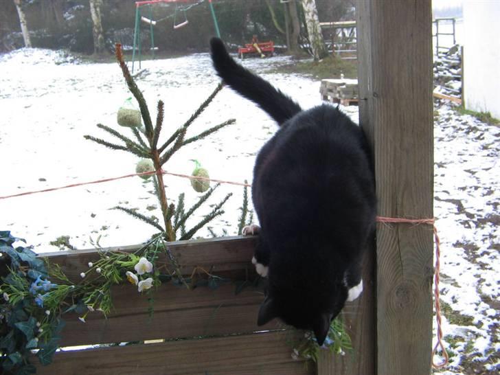 Huskat Bobo Bobcat (Choko-Pops) billede 9